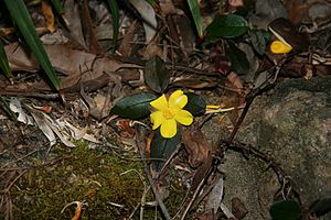 Hibbertia dentata SGNG2