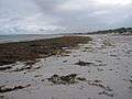 Kelp on the beach - geograph.org.uk - 1472137