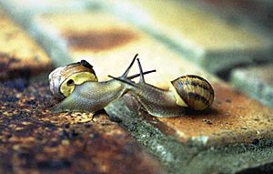 Kissingsnails