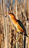 Least Bittern (Ixobrychus exilis) male (8724152438).jpg