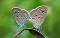 Lesser-Grass-Blue indian wildlife photographer