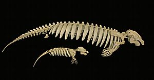 Manatee skeleton with calf