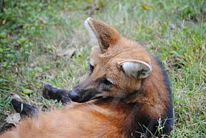 Maned Wolf at Beardsley Zoo.jpg