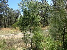 Melaleuca styphelioides habit