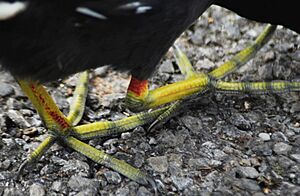 Moorhen feet