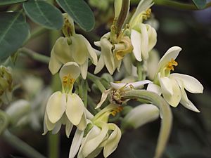 Moringa flower 5