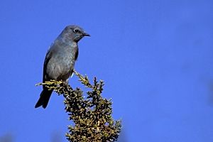 Mountain Bluebird, Santa Fe