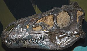 Nanotyrannus lancensis skull.jpg