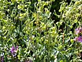 Nicotiana langsdorfii 20070810-1226-74