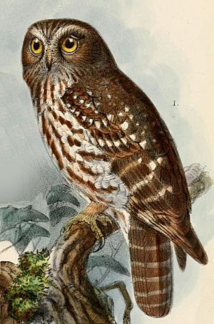 Ninox boobook fusca Keulemans