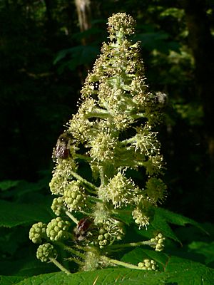 Oplopanax horridus 13393.JPG