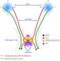 Optic chiasm development