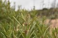 Ornithostaphylos oppositifolia 6110041