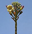 Oroxylum indicum W IMG 3170