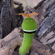 Papilio rutulus extending osmeterium 01