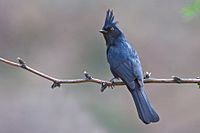 PhainopeplaMadera