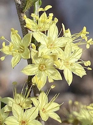 Phebalium bifidum flowers.jpg