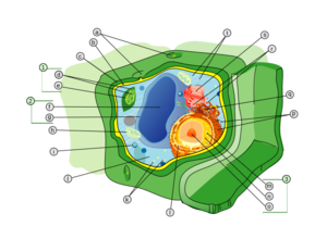 Plant cell structure svg labels.svg