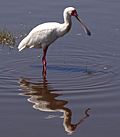 Platalea-alba-Lake-Nakuru.JPG