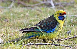 Platycercus caledonicus -Tasmania -side-8