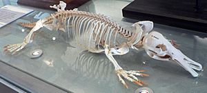 Platypus skeleton Pengo