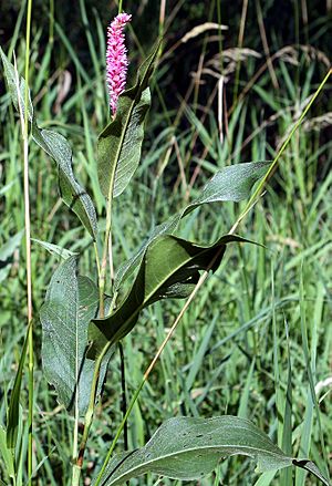 Polygonum-coccineum.jpg