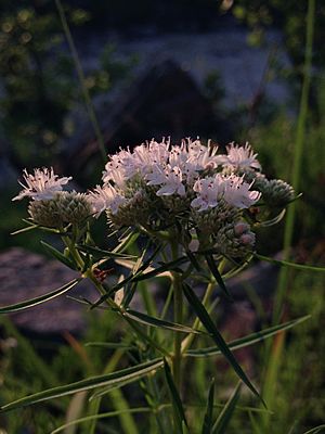 Pycnanthemum tenuifolium - Narrowleaf Mountainmint.jpg