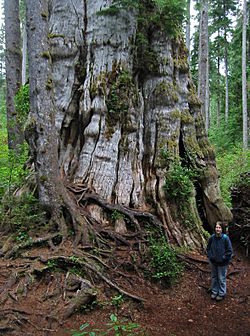 QuinaultLakeCedar 7274c