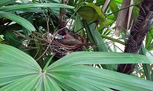 Red whiskered bulbul 2