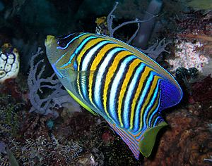 Regal angelfish