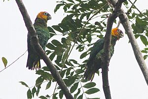 Saffron-headed Parrot (Pyrilia pyrilia) (8079746799).jpg