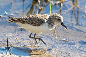 Semipalmated Sandpiper (34030394910)