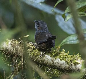 Silvery-fronted Tapaculo - Central Highlands - Costa Rica (26423533410).jpg