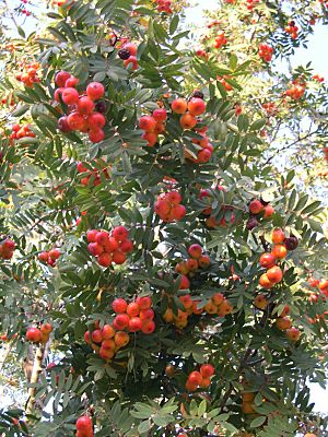 Sorbus domestica