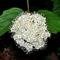 Southern Arrowwood (Viburnum dentatum), photographed on 11 May 2012, Tyler County, Texas, USA, by William L. Farr