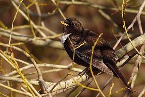 Turdus torquatus 2