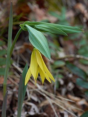 Uvularia grandiflora Arkansas.jpg