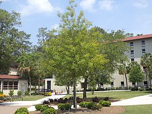 VSU Quad Tree 5