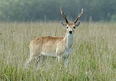 Venado-Campo-UY-Ozotoceros bezoarticus