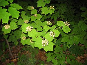 Viburnum acerifolium.jpg