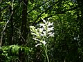 White fringed orchid