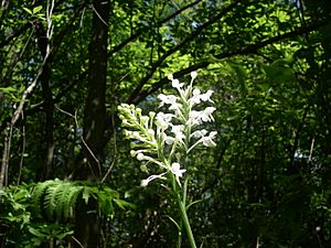 White fringed orchid.jpg