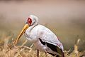 Yellow billed stork