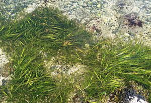 Zostera