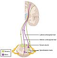 1615 Locations Spinal Fiber Tracts