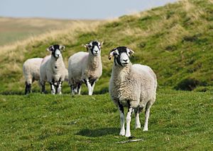 2015 Swaledale Sheep