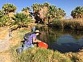 2016 Pupfish Release (29185289895)