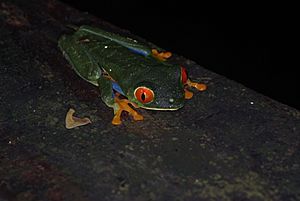 Agalychnis callidryas at night