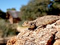 Agame Canon Lodge Namibia