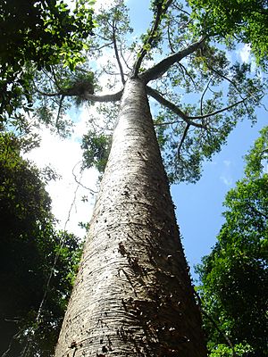 Agathis microstachya Bull Kauri.jpg